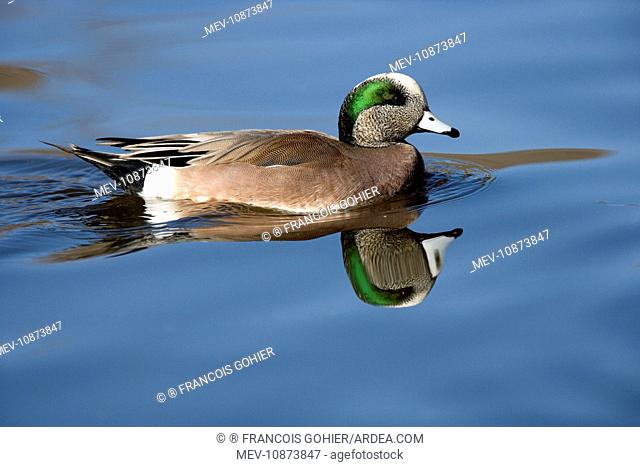 American wigeon - male (Anas americana). Range: North America; winters south to Costa Rica and West Indies
