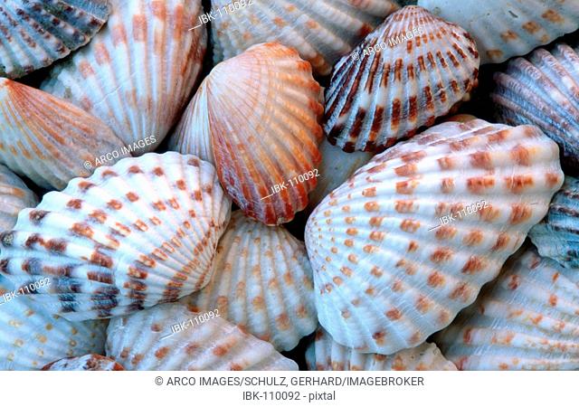 Brad-ripped Cardita Clam shells, Sanibel Island, Florida, USA / (Carditamera floridana)
