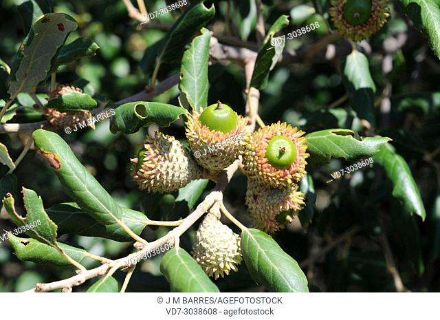 Evergreen oak, holly oak or holm oak (Quercus ilex ilex) is a evergreen tree native to north Mediterranean Basin from north and eastern Spain to Greece and...