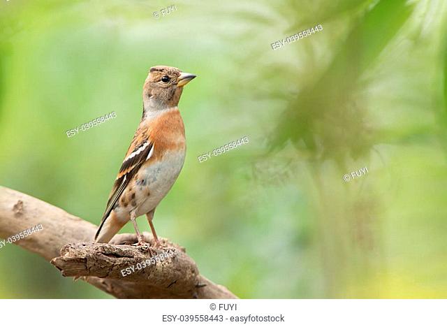 Brambling, female bird, Upright and Witherbark, Green background