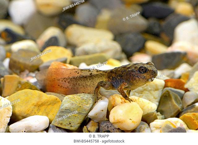 Yunnan firebelly toad, Large-webbed bell toad (Bombina maxima), mature tadpole, China