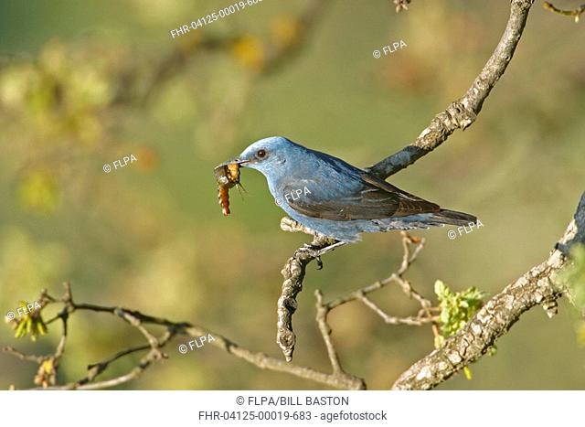 Blue Rock Thrush Monticola solitarius Male carrying food to nest - below Ipsilou monastery, Lesvos