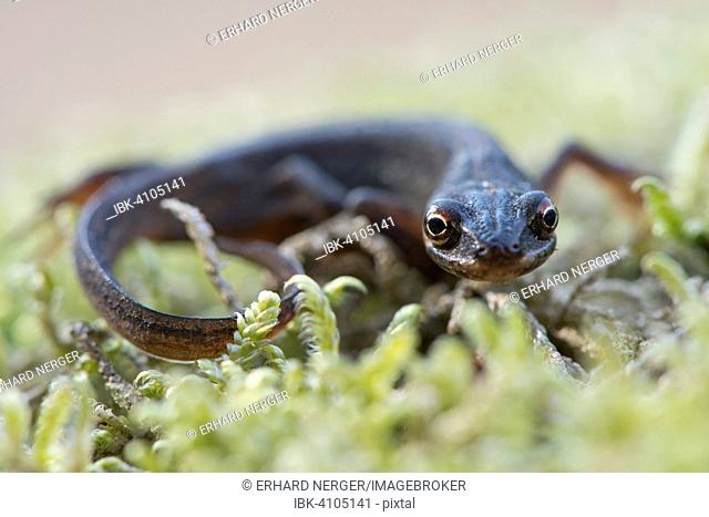 Smooth Newt (Lissotritron vulgaris), Emsland, Lower Saxony, Germany