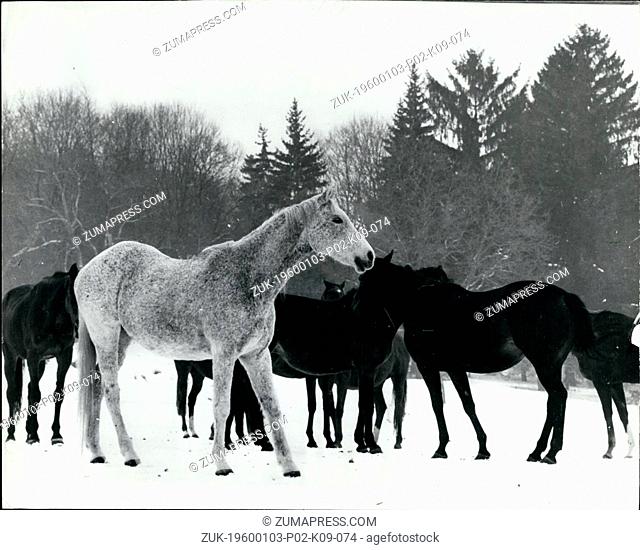 Jan. 10, 1962 - The Odd one out : This white newly-born foal, walk distainly past the other newly-born foals at the Kertesko Stud-farm in Northern Hungary