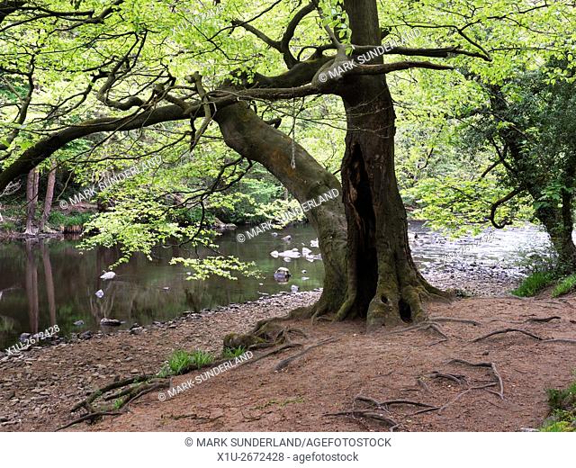 Spring Wood Nidd Gorge Woods Knaresborough North Yorkshire England