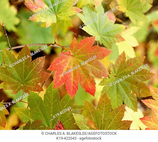Vine Maple (Acer circinatum) leaves in autumn, Mt. Hood National Forest. Hood River County, Oregon, USA