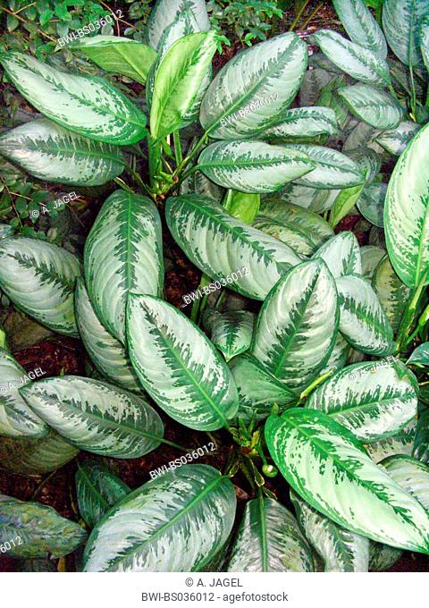 Agalonema Aroid (Aglaonema commutatum var. maculatum), leaves