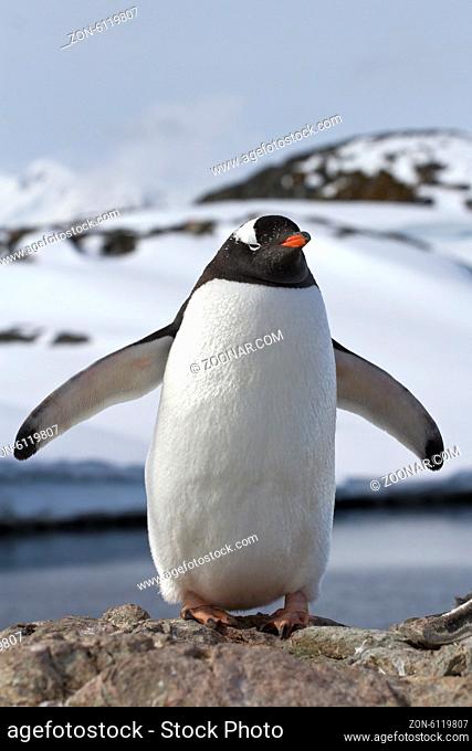 Gentoo penguin colony which stands in its wings outspread