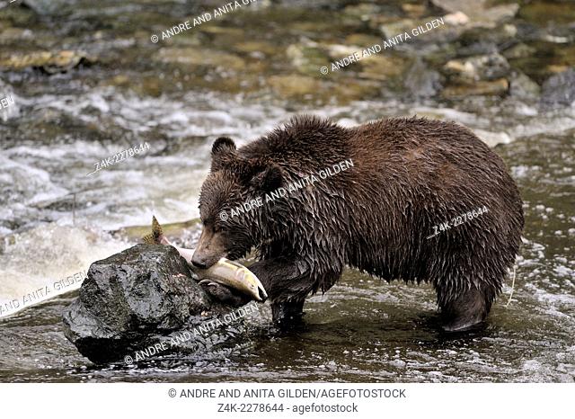 Grizzly Bear (Ursus arctos horribilis) eating Salmon on a rock in the water, Glendale river, Canada