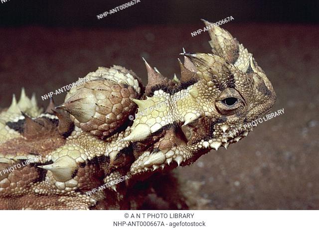 THORNY DEVIL head detail Moloch horridus Species of Australian dry scrub & desert