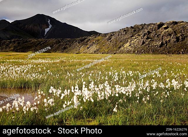 Wollgras (Eriophorum), Landmannalaugar, Fjallabak Nationalpark, Island, Europa