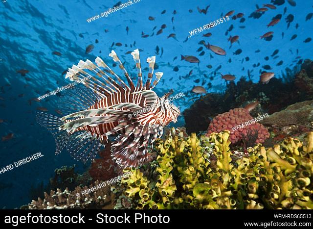 Lionfish in Coral Reef, Pterois volitans, Komodo National Park, Indonesia