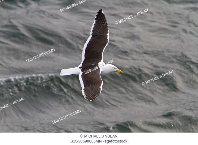 Adult kelp gull Larus dominicanus foraging for small crustaceans in Ushuaia, Tierra del Fuego, Argentina, Southern Ocean MORE INFO This is the only gull...