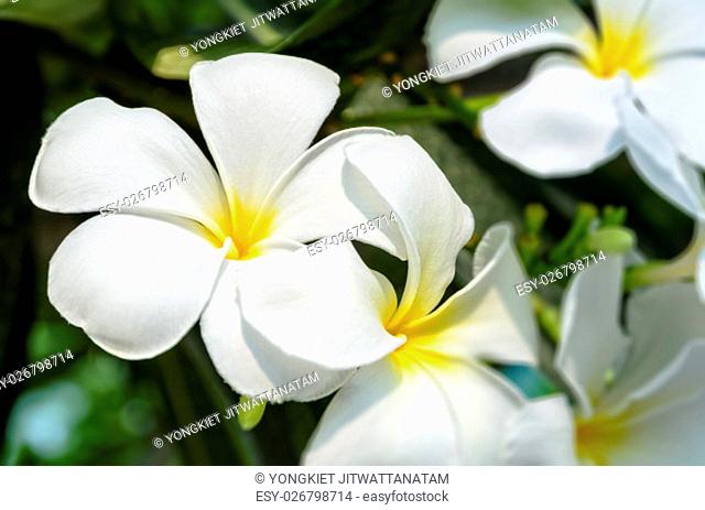 Beautiful group white flower of Plumeria or Frangipani on tree