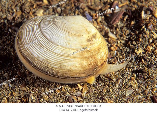 Peppery furrow shell, Flat tellin (Scrobicularia plana), Eastern Atlantic, Galicia, Spain