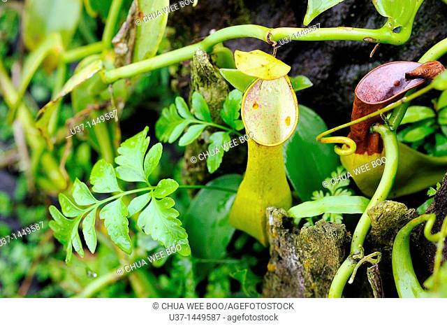 Nepenthes pitcher plant. Orchid Garden, Kuching, Sarawak, Malaysia