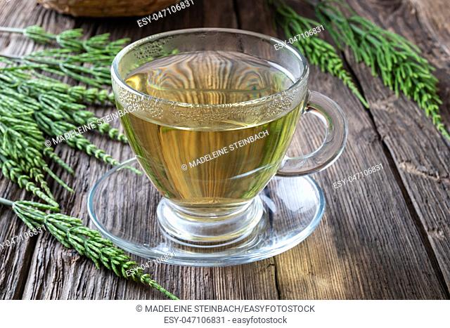 A cup of horsetail tea with fresh plant