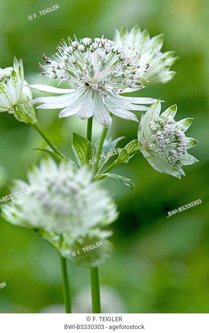 great masterwort (Astrantia major), blooming, Germany