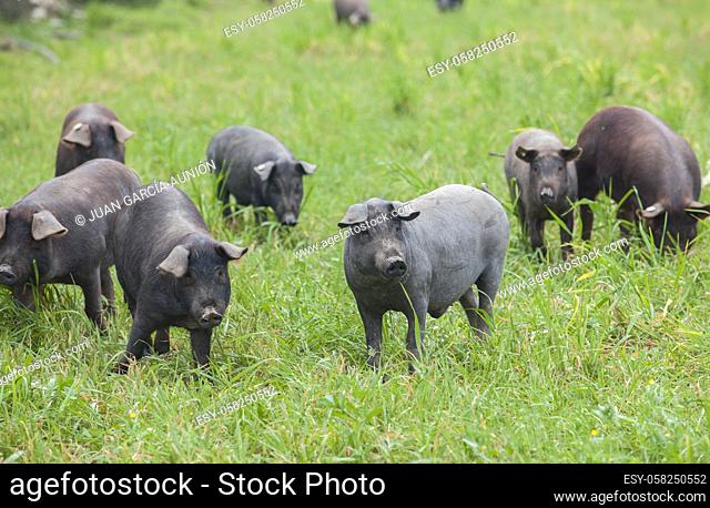 Black Iberian piglets running free through the tall grass. Badajoz province, Extremadura, Spain