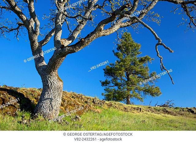 Oregon white oak woodland, Catherine Creek Day Use Area, Columbia River Gorge National Scenic Area, Washington