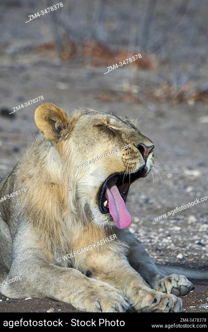 A sleepy young male lion (Panthera leo) yawning (yawning sequence) in the Ongava Game Reserve, south of the Etosha National Park in northwestern Namibia
