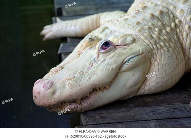 American Alligator (Alligator mississipiensis) leucistic adult, close-up of head, Florida, U.S.A., June (captive)