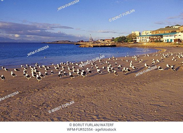 Kelp Gull, Cape Gull on Beach, Larus vetula, Larus dominicanus, Mossel Bay, Western Cape Province, South Africa