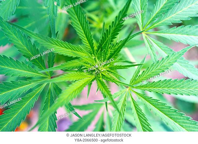 A developing female Marijuana (Cannabis sativa) flower bud and leaves growing on medical marijuana farm