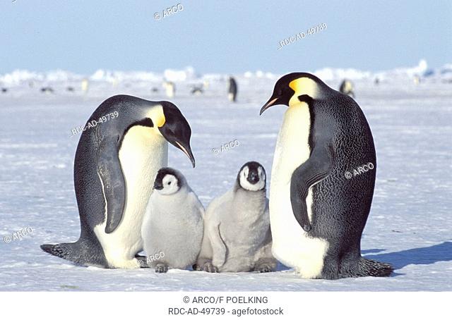 Emperor Penguins with chicks Dawson-Lambton Glacier Antartica Aptenodytes forsteri