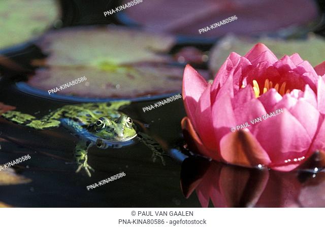 green frog Rana esculenta synklepton