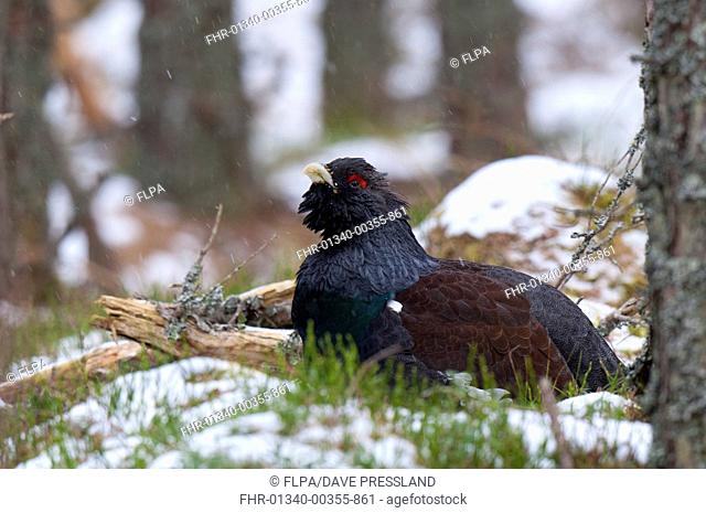 Western Capercaillie (Tetrao urogallus) adult male, sitting on snow during snowfall in ancient Caledonian pine forest, Invereshie and Inshriach National Nature...