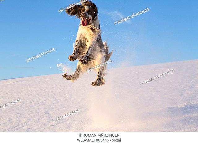 Germany, Bavaria, English Springer Spaniel playing in snow