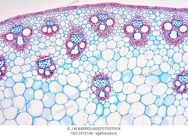 Monocot stem (Zea mays) showing epidermis, collenchyma, parenchyma, vascular bundles, phloem and xylem. Optical microscope X100