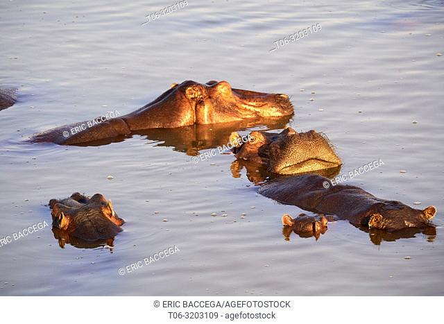Hippopotamus at water surface in Luangwa river at sunset (Hippopotamus amphibius) South Luangwa National Park, Zambia