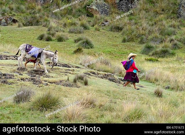 Indigenous woman leading a loaded donkey, Cumbe Mayo, Cajamarca Province, Peru, South America