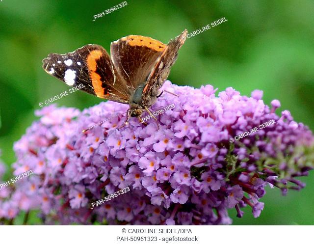 A butterfly sits on a blossom of a summer lilac in Gelsenkirchen, Germany, 10 August 2014. Photo: Caroline Seidel/dpa | usage worldwide