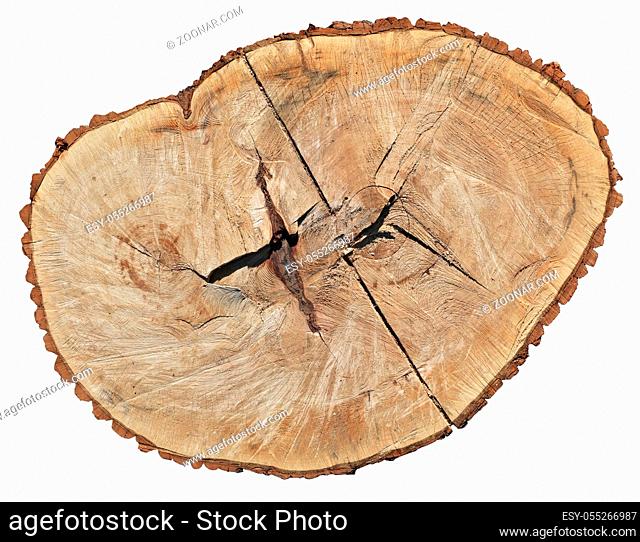 A fresh cut of a stump of a sawn old aged century tree Poplar. Isolated with saved patch outdoor top view shot. Sunny day