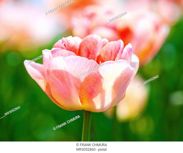 Closeup of Tulip Flower at Blossom in Spring