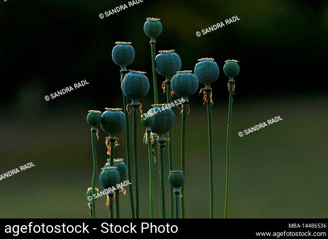 green seed pods of ornamental poppy (Papaver), evening light, Germany