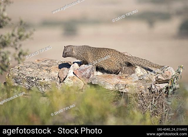 Egyptian Mongoose. Herpestes ichneumon San Pedro Sierra Extremadura Spain December
