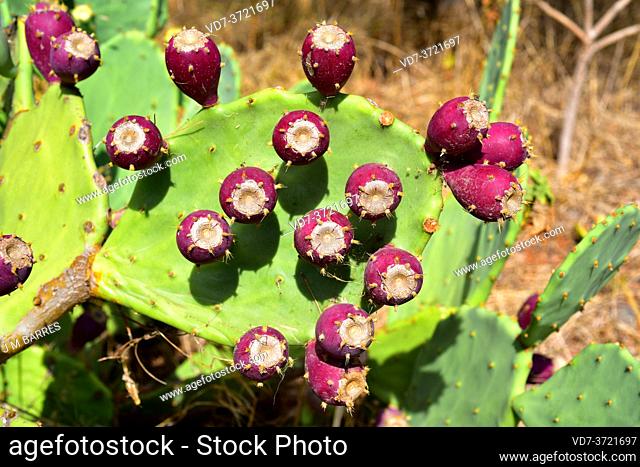 Opuntia dillenii is a cactus native to Mexico, USA and Caribbean Islands but naturalized in many arid or semiarid region of the World