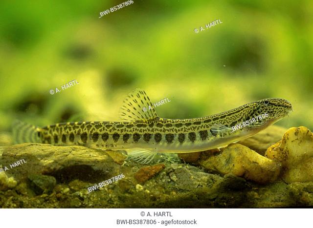 spined loach, spotted weatherfish (Cobitis taenia), on the bottom