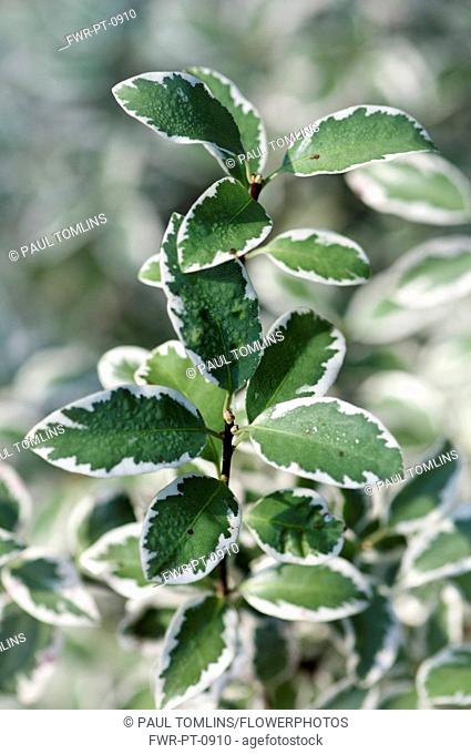 Pittosporum, Pittosporum tenuifolium 'Marjory Channon', green fliage with white edges