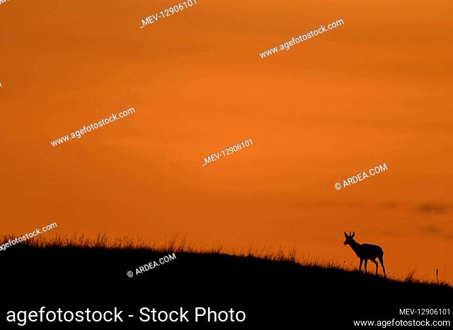Pronghorn at sunrise - Lone Pronghorn on a ridge at sunrise - Custer State Park South Dakota
