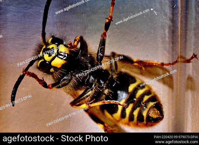 20 April 2022, Lower Saxony, Brunswick: A common wasp (Vespula vulgaris) peers out of a jam jar in which it was trapped to get it out of the house and set it...