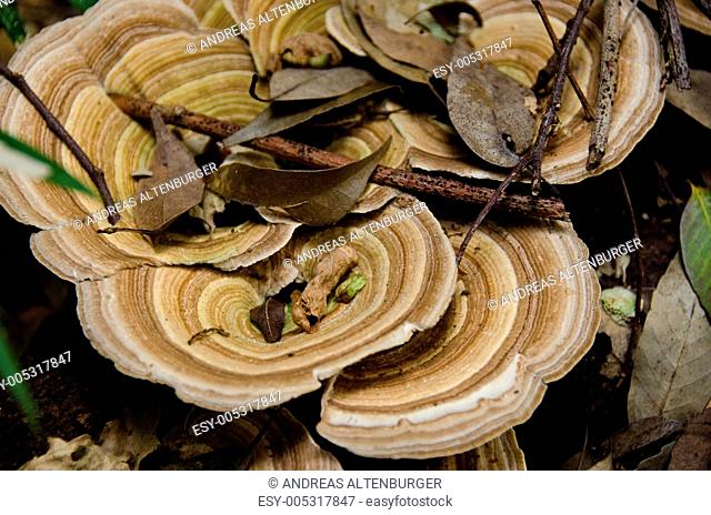 Tree mushroom