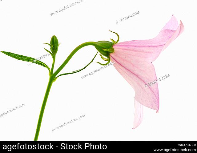 Rose flower of Platycodon (Platycodon grandiflorus) or bellflowers, isolated on white background