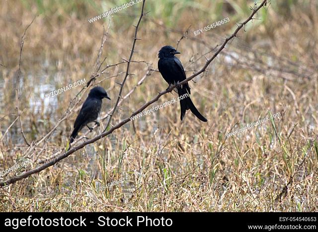 two black drongos who sit on a dry branch on a dry meadow