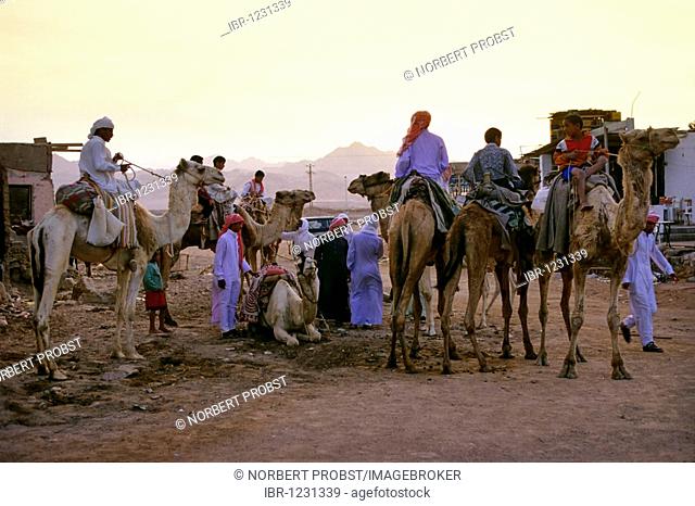 Camel Riders, Bedouins, Egyptians, camels, in the evening, Dahab, Sinai, Egypt, Africa