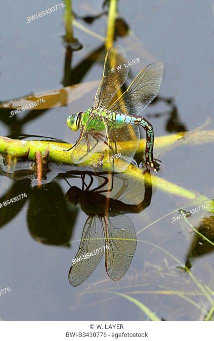 emperor dragonfly (Anax imperator), female lays eggs, Germany